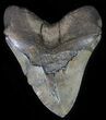 Serrated, Fossil Megalodon Tooth - + Foot Shark! #66185-2